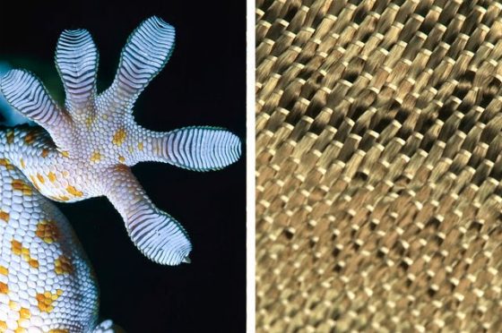 9_geckskin
